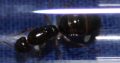 [WTB] Camponotus inflatus queen/colony