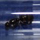 [WTB] Camponotus inflatus queen/colony