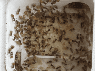 RARE! Yellow Tailed Acrobat Ant (3 Queens in one nest)
