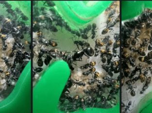 Accepting offers for 500+ camponotus aeneopilosus colony