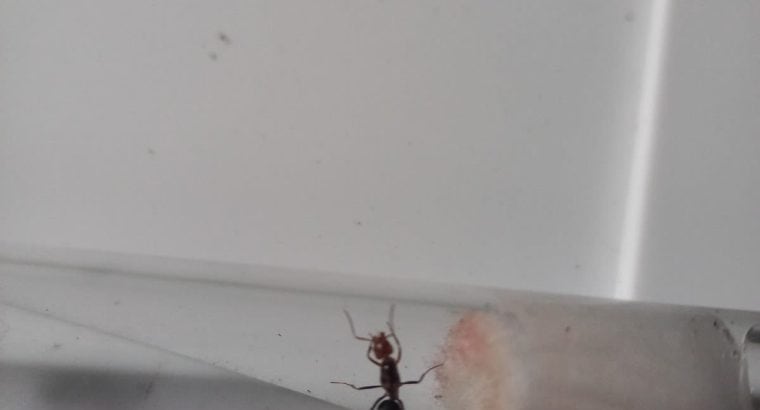 Various ant queens available!