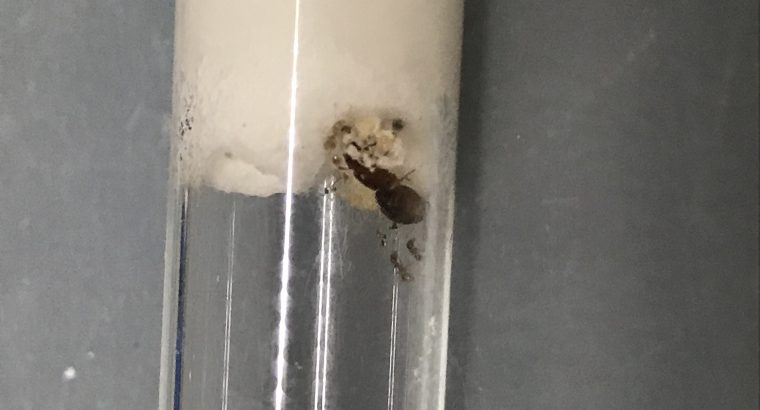 Peidole queens with eggs/brood/pupae and 1-3 workers