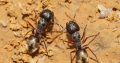 Camponotus suffusus bendigensis with 14 workers