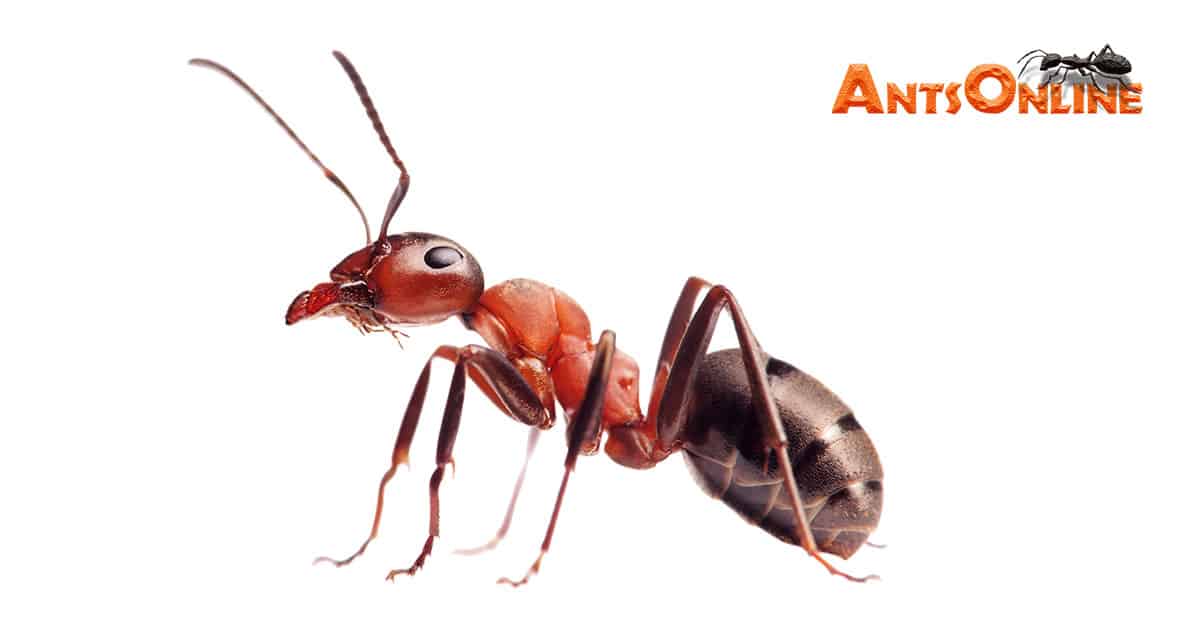 Queen ants for sale/trade - Ants Online