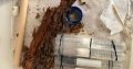 Golden-tailed Spiny Queen Ant