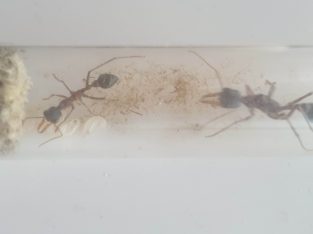 Bull ant queen with 1 worker