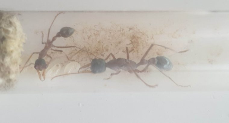 Bull ant queen with 1 worker
