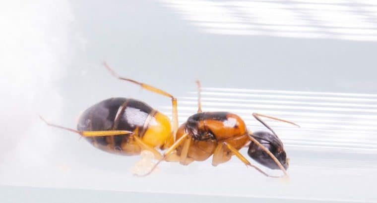 Camponotus Consobrinus queen with eggs