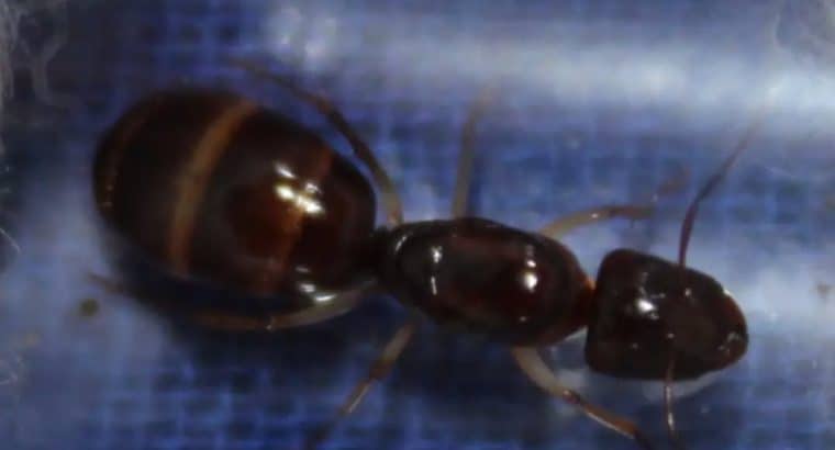 Camponotus inflatus queen ants for sale