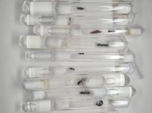 Huge Bulk Sale Includes over 10 Single Queens