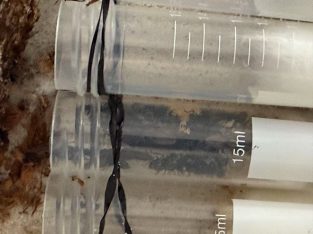 Golden-tailed Spiny Queen Ant