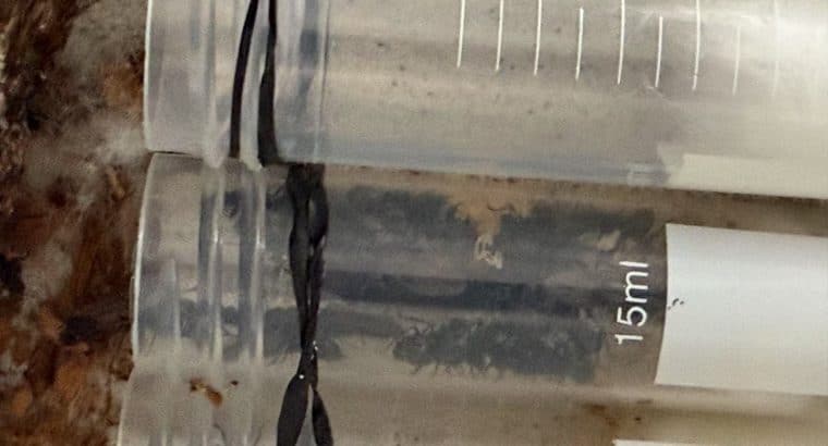 Golden-tailed Spiny Queen Ant
