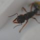 Myrmecia Fulvipes Queens for sale