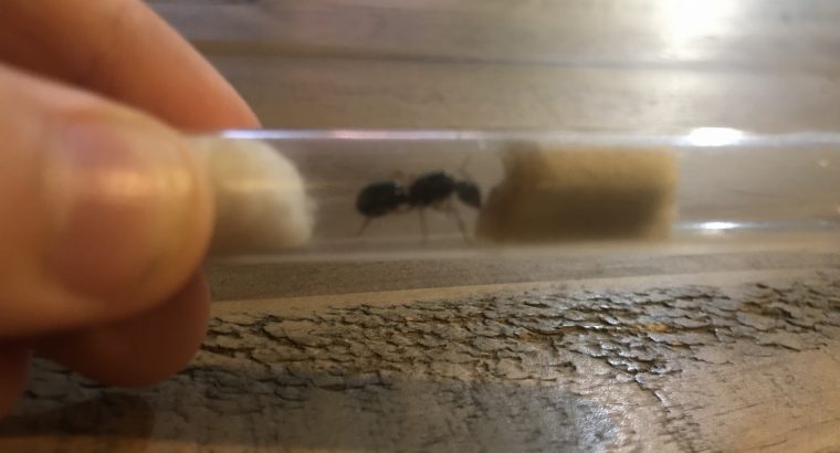 camponotus lownei queen cheap