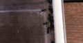 Rattle Ant – Polyrhachis (Cyrtomyrma) sp., Polyrhachis australis colony for sale