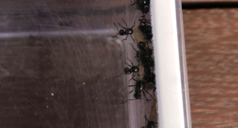 Rattle Ant – Polyrhachis (Cyrtomyrma) sp., Polyrhachis australis colony for sale