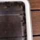 Rattle Ant – Polyrhachis (Cyrtomyrma) sp., Polyrhachis australis colony for sale