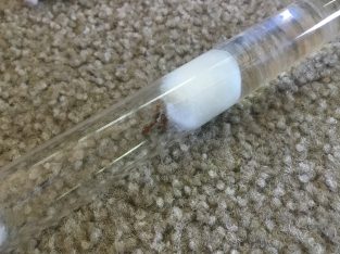 Crematogaster 3 queen colony for sale cheep