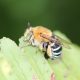 Polyrhachis cf. vermiculosa Queen with Eggs/Larvae (Small Gold Spiny Ant)