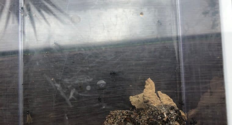 Rattle Ant – Polyrhachis (Cyrtomyrma) sp., Polyrhachis australis colony for sale
