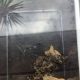 Rattle Ant – Polyrhachis (Cyrtomyrma) sp., Polyrhachis australis colony for sale