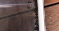 Rattle Ant – Polyrhachis (Cyrtomyrma) sp., Polyrhachis australis colony for sale