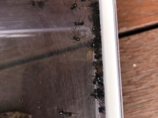 Rattle Ant – Polyrhachis (Cyrtomyrma) sp., Polyrhachis australis colony for sale