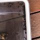Rattle Ant – Polyrhachis (Cyrtomyrma) sp., Polyrhachis australis colony for sale