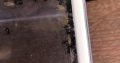 Rattle Ant – Polyrhachis (Cyrtomyrma) sp., Polyrhachis australis colony for sale