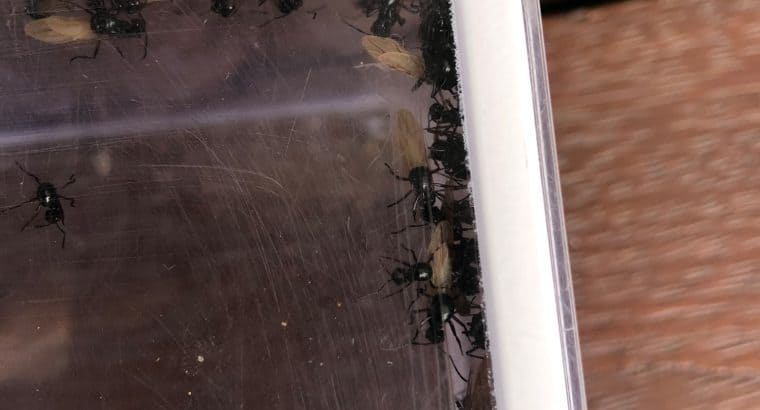 Rattle Ant – Polyrhachis (Cyrtomyrma) sp., Polyrhachis australis colony for sale