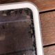 Rattle Ant – Polyrhachis (Cyrtomyrma) sp., Polyrhachis australis colony for sale