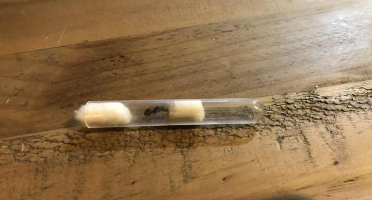 camponotus lownei queen cheap
