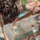Weaver ant colony with Wakooshi weaver outworld