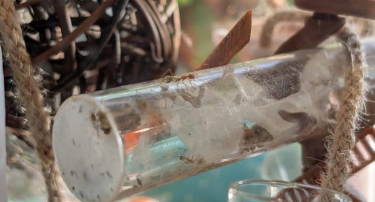 Weaver ant colony with Wakooshi weaver outworld