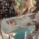 Weaver ant colony with Wakooshi weaver outworld