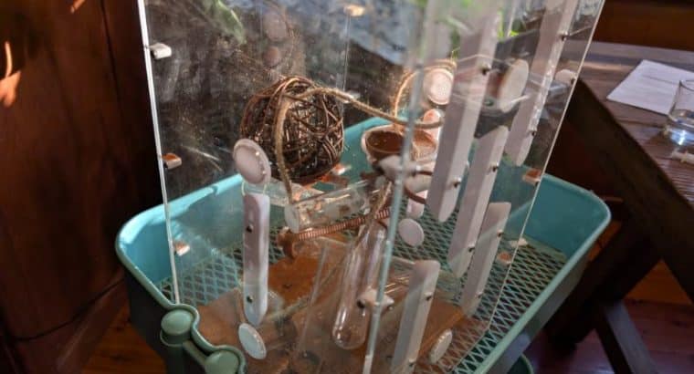 Weaver ant colony with Wakooshi weaver outworld