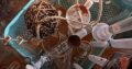 Weaver ant colony with Wakooshi weaver outworld