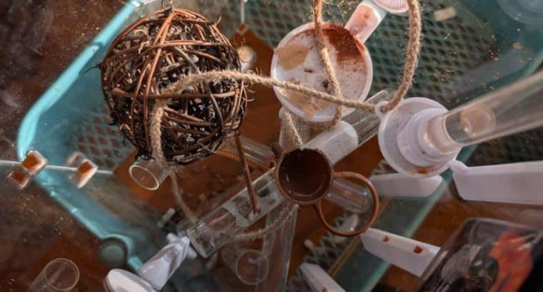 Weaver ant colony with Wakooshi weaver outworld