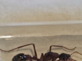 Sp17, pryiformis, and lots more!!
