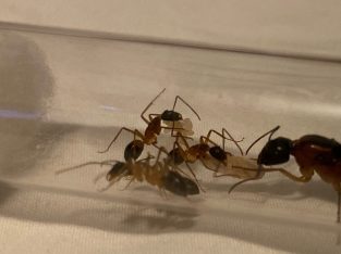 Camponotus consobrinus queens with workers