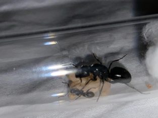 Camponotus aeneopilosus queens