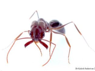 [WTB] Trap-jaw Ants (Genus Odontomachus), Camponotus Intrepidus or any super aggresive sp colony 10+ workers