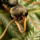 Small, cheap ant colonies for sale