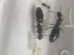 Small, cheap ant colonies for sale