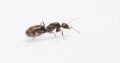 Pheidole, lasius Niger/black crazy ant queens