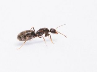 Pheidole, lasius Niger/black crazy ant queens