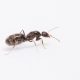 Pheidole, lasius Niger/black crazy ant queens