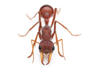 Find wholesale suppliers of Bull Ants and other ant species, please provide me with the best price and bulk quantity.