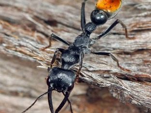 Wanted Myrmecia Mandibularis