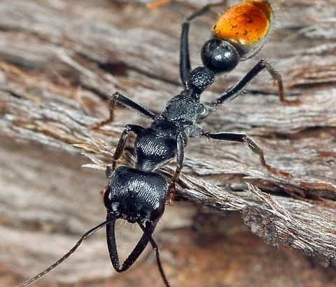 Wanted Myrmecia Mandibularis